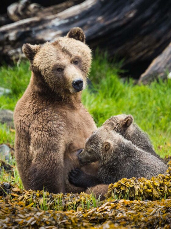 Bute Inlet Grizzly Bears Tours