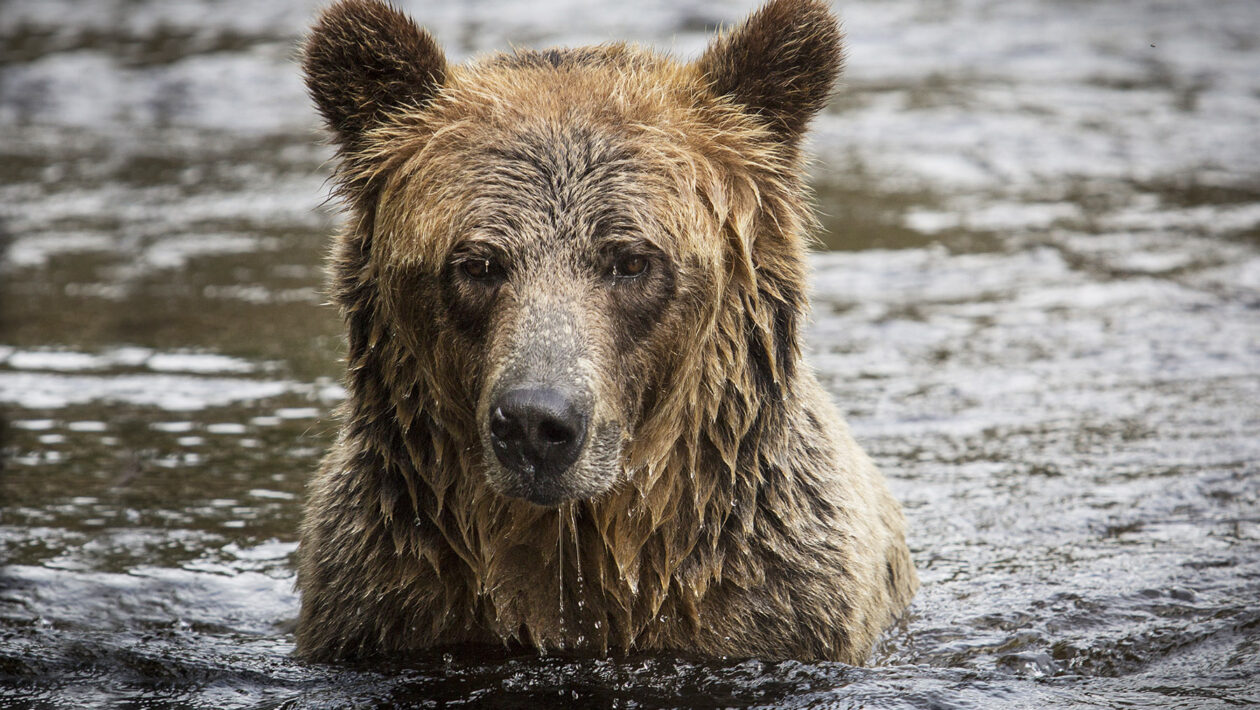Grizzly Bears Wildlife Tours Located In The Great Bear Rainforest